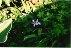 100312103412_wild_purple_iris_001