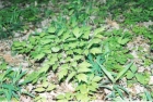 100313013946_black_cohosh_001