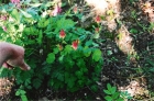 100313075034_columbine_001