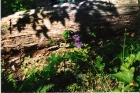 100313022656_wild_geranium_001