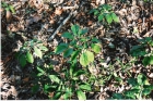 100313015358_ginseng_001