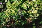 100313091443_larkspur_001