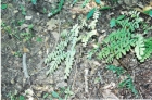 100313085851_maidenhair_fern_001