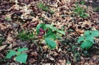 100313080103_red_trillium_001