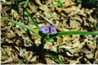 100312102309_spiderwort_001