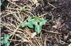 100313082614_toad_trillium_001