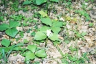100313081558_white_trillium_002