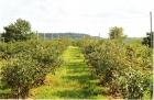 100331092855_rows_of_larger_bushes_001
