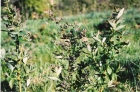 100331093025_berries_in_the_beginning_001