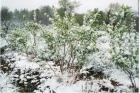 100331093149_late_spring_snow-bushes_blooming_001