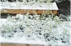 100331093736_young_bushes_in_snow_001