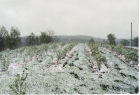 100331093838_091026085629_late_spring_snow_001